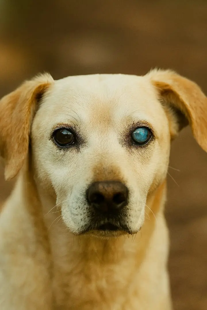 Saving Sight: How to Detect and Treat Eye Conditions in Dogs