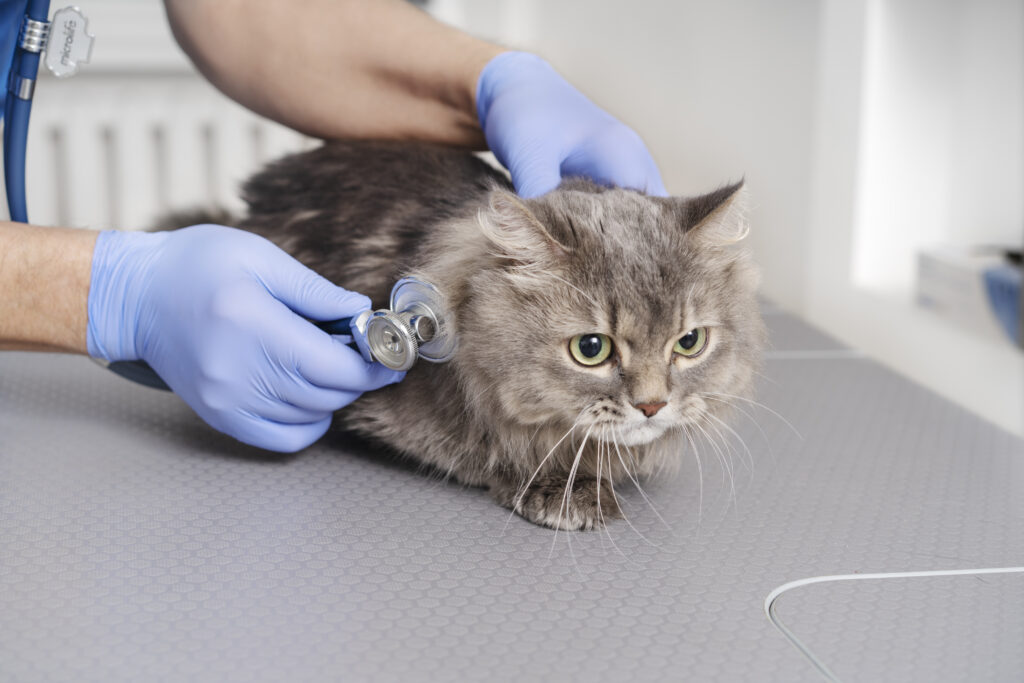 Pet Vaccines and Insurance: Uncovering the Truth About Coverage