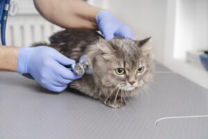 Pet Vaccines and Insurance: Uncovering the Truth About Coverage