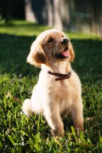 Helping Your Constipated Dog: Clear Symptoms, Gentle Remedies & Expert Tips