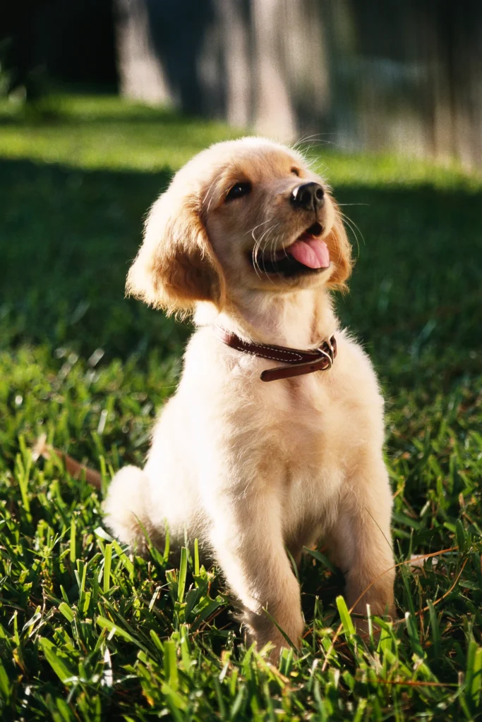 Helping Your Constipated Dog: Clear Symptoms, Gentle Remedies & Expert Tips